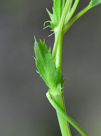 Viola_striata_stipule.jpg