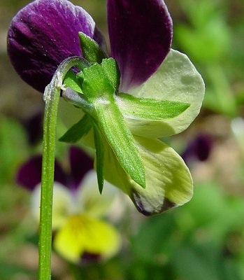 Viola_tricolor_calyx.jpg