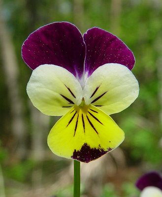 Viola_tricolor_flower.jpg