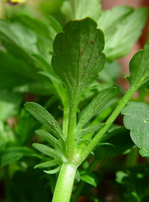 Viola_tricolor_stipule.jpg