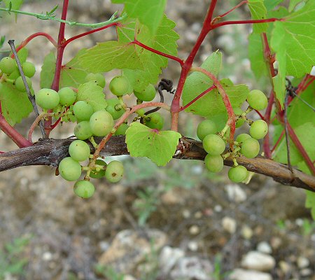 Vitis_rupestris_developing_fruits.jpg