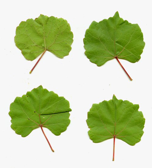 Vitis_rupestris_leaves.jpg