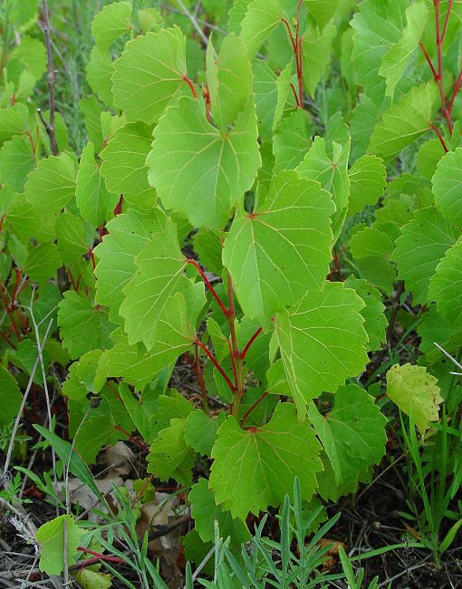 Vitis_rupestris_plant.jpg