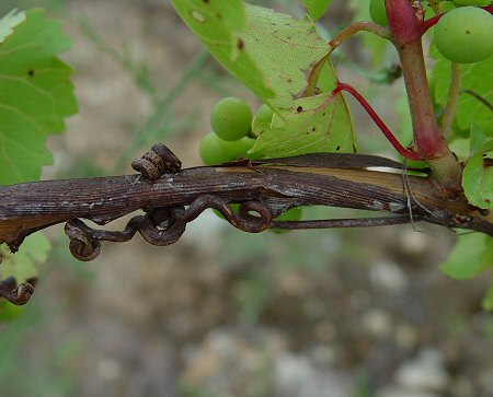 Vitis_rupestris_stem.jpg