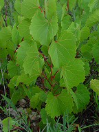 Vitis rupestris thumbnail