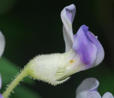 Wisteria_frutescens_calyx.jpg