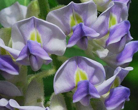 Wisteria_frutescens_flowers.jpg