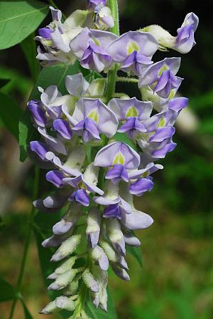 Wisteria_frutescens_inflorescence2.jpg