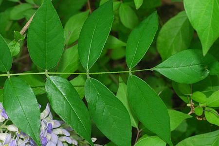 Wisteria_frutescens_leaf.jpg