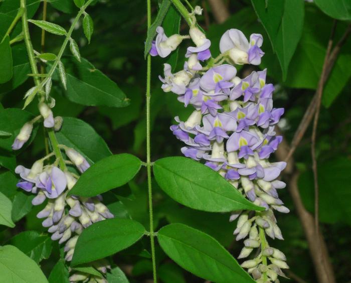 Wisteria_frutescens_plant.jpg