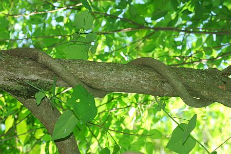 Wisteria_frutescens_stem.jpg