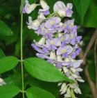 Wisteria frutescens thumbnail