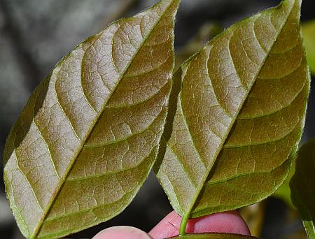 Wisteria_sinensis_leaves2.jpg