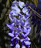 Wisteria sinensis thumbnail