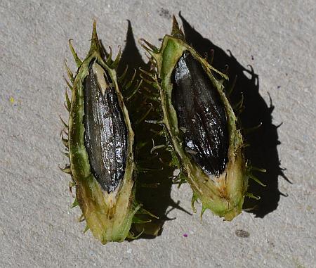 Xanthium_strumarium_achenes.jpg