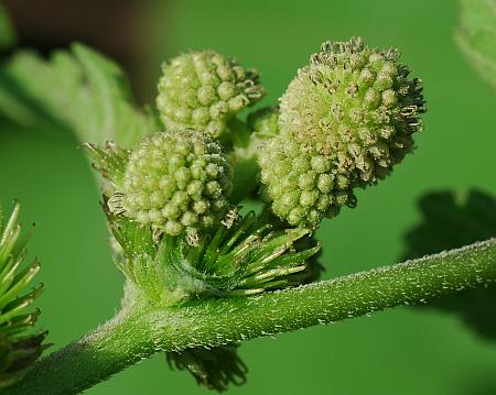 Xanthium_strumarium_inflorescence1.jpg