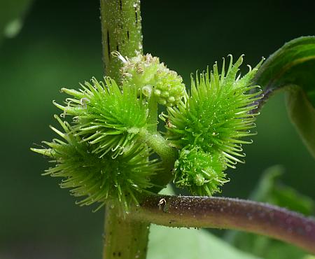 Xanthium_strumarium_inflorescence2.jpg