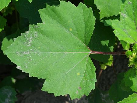 Xanthium_strumarium_leaf1.jpg