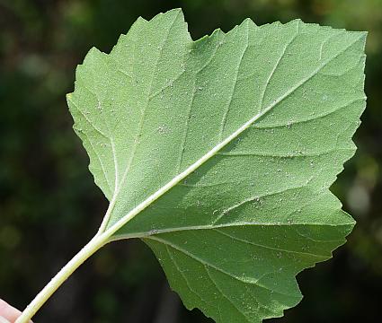 Xanthium_strumarium_leaf2.jpg