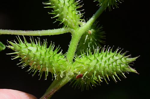 Xanthium_strumarium_pistillate.jpg