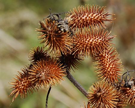 Xanthium_strumarium_pistillate2.jpg