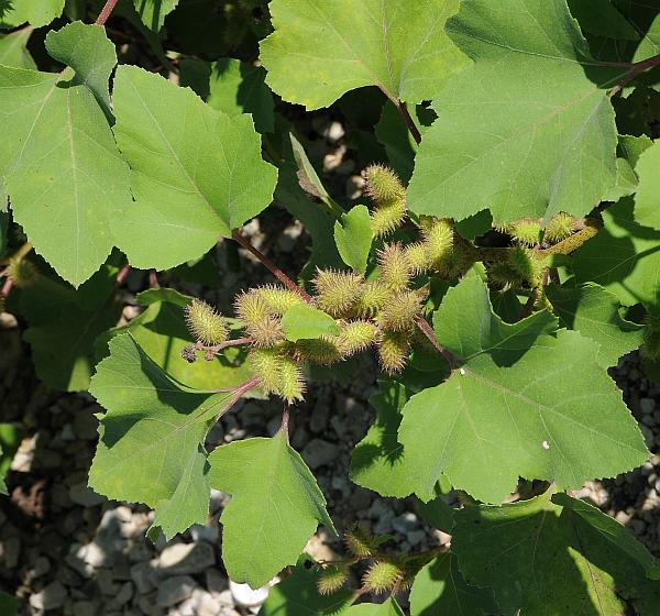 Xanthium_strumarium_plant.jpg