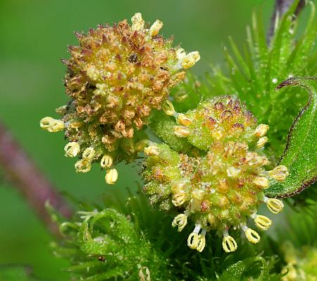 Xanthium_strumarium_staminate.jpg