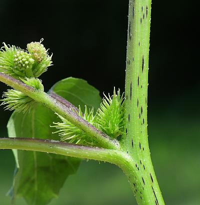 Xanthium_strumarium_stem.jpg