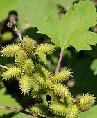 Xanthium strumarium thumbnail