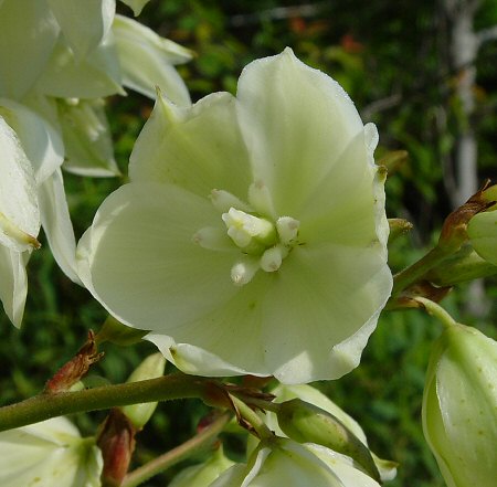 Yucca_flaccida_flower.jpg
