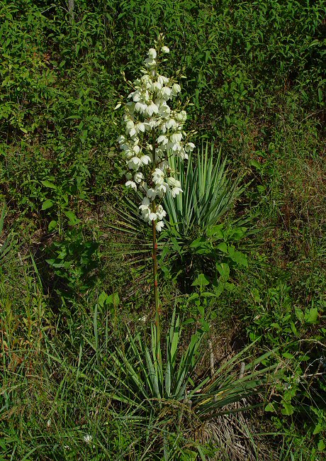 Yucca_flaccida_plant.jpg