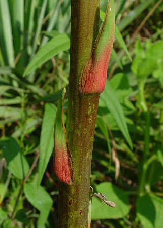 Yucca_flaccida_stem.jpg