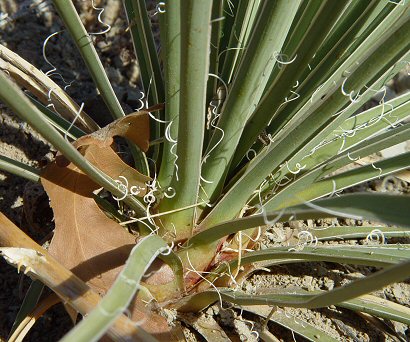 Yucca_glauca_base.jpg