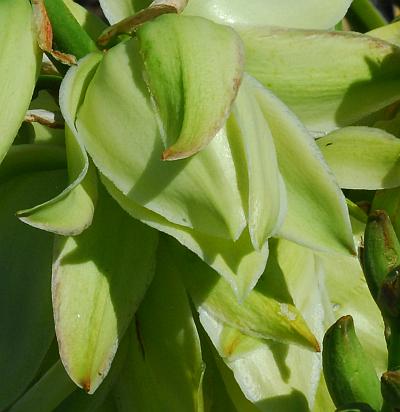 Yucca_glauca_flower.jpg