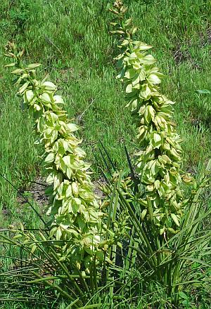 Yucca_glauca_inflorescence.jpg