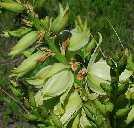 Yucca_glauca_inflorescence2.jpg