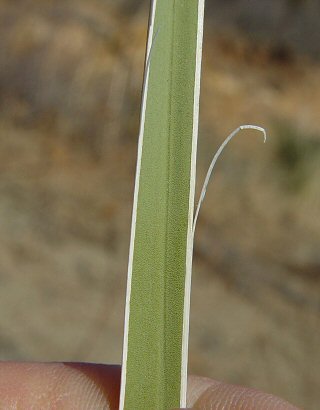 Yucca_glauca_leaf.jpg