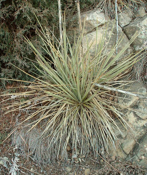 Yucca_glauca_leaves.jpg