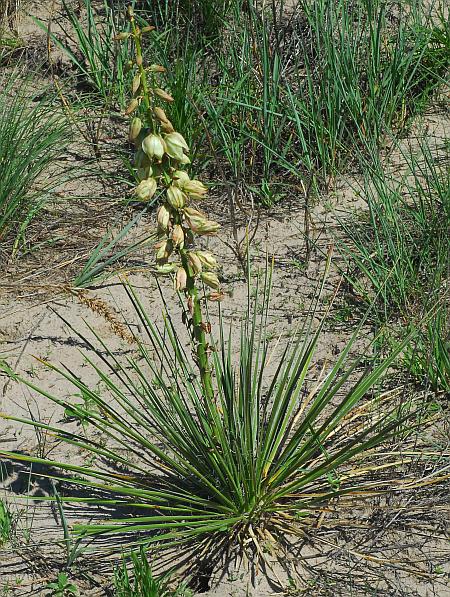 Yucca_glauca_plant.jpg