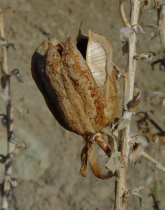 Yucca_glauca_pod.jpg