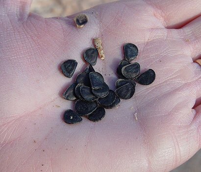 Yucca_glauca_seeds.jpg