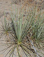 Yucca glauca thumbnail