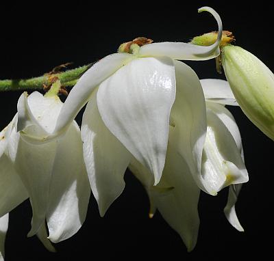 Yucca_smalliana_flower2.jpg