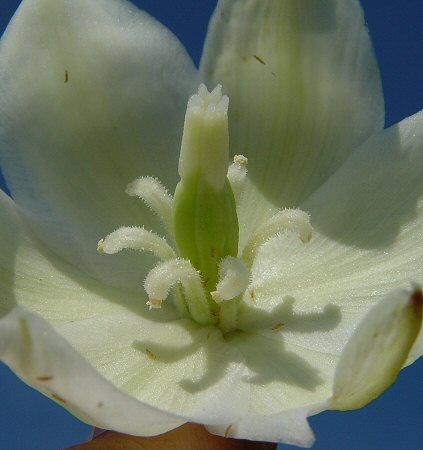 Yucca_smalliana_flower_close.jpg