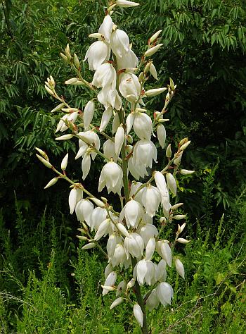 Yucca_smalliana_inflorescence.jpg