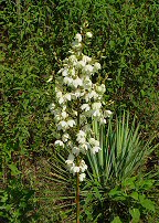 Yucca smalliana thumbnail