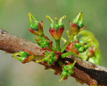 Zanthoxylum_americanum_flowers.jpg