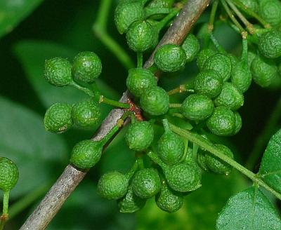 Zanthoxylum_americanum_fruits.jpg