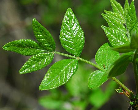 Zanthoxylum_americanum_leaf1.jpg