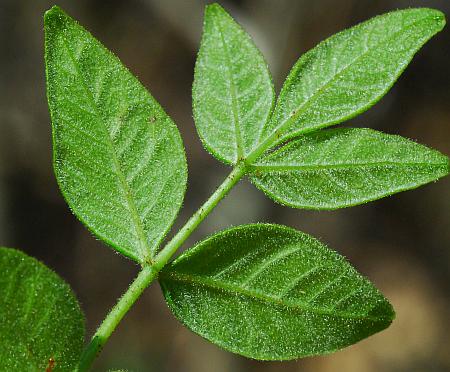 Zanthoxylum_americanum_leaf2.jpg